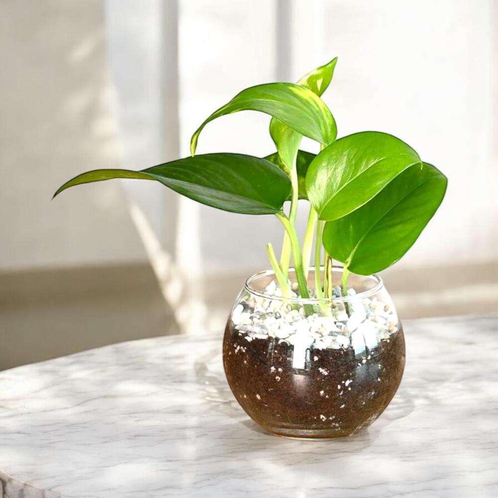 بوتس في فازة زجاجية Flowery فلاوري.