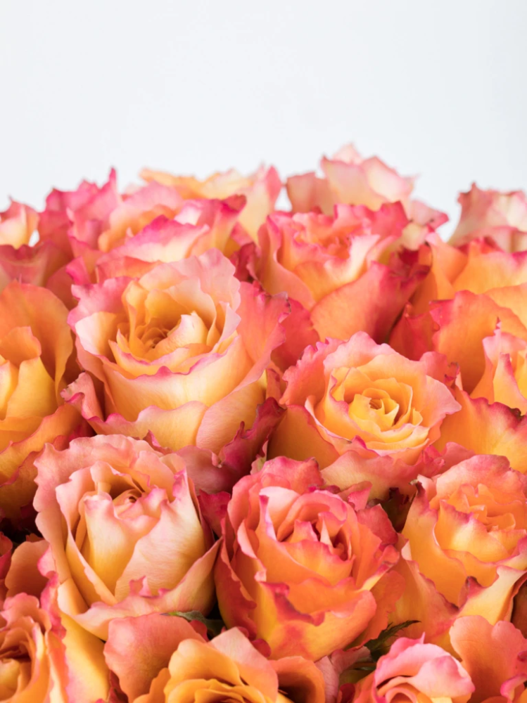 مزهرية جوري برتقالي مشرقة | 100 زهرة Flowery فلاوري.