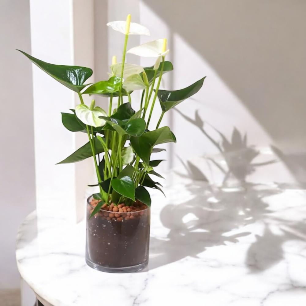 هدية انتوريوم أبيض في حوض زجاجي أنيق Flowery فلاوري.