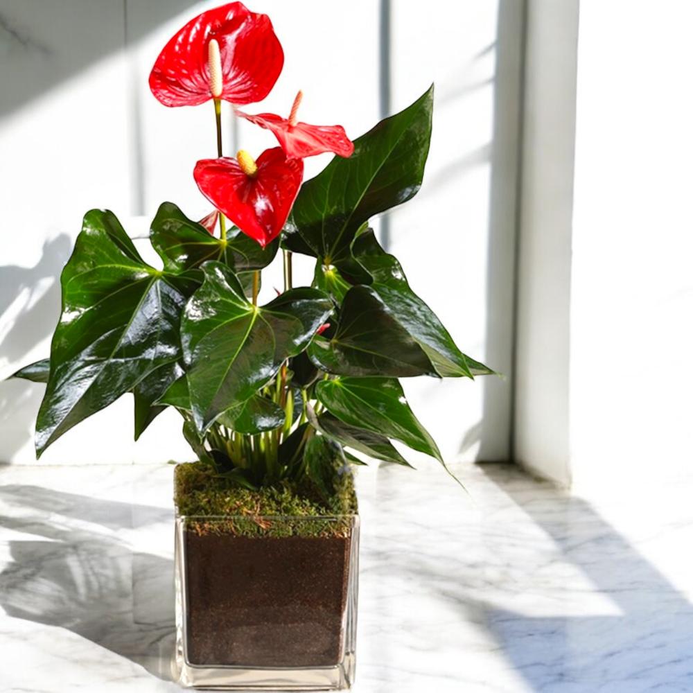 نبات أنثوريوم أحمر Flowery فلاوري.