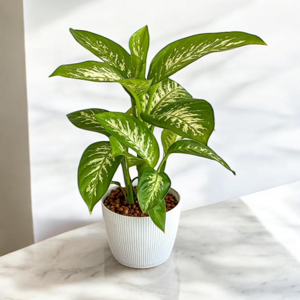 نبتة اجلونيما في مركن  ابيض Flowery فلاوري.