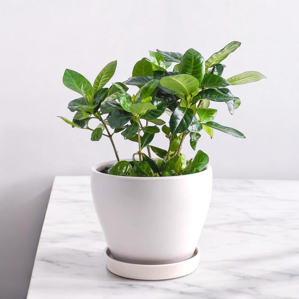 نبات الغاردينيا Flowery فلاوري.