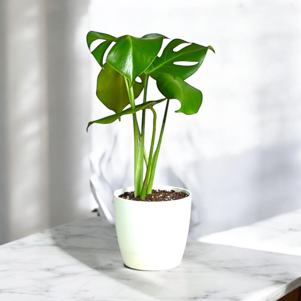 نبتة مونستيرا Flowery فلاوري.