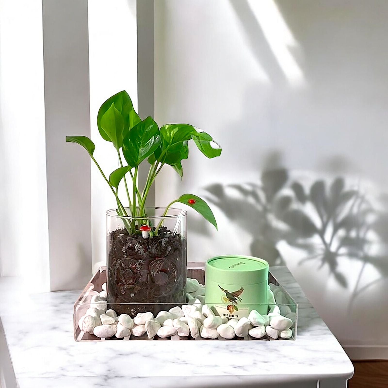 هدية نبات  مع شوكولاتة Flowery فلاوري.