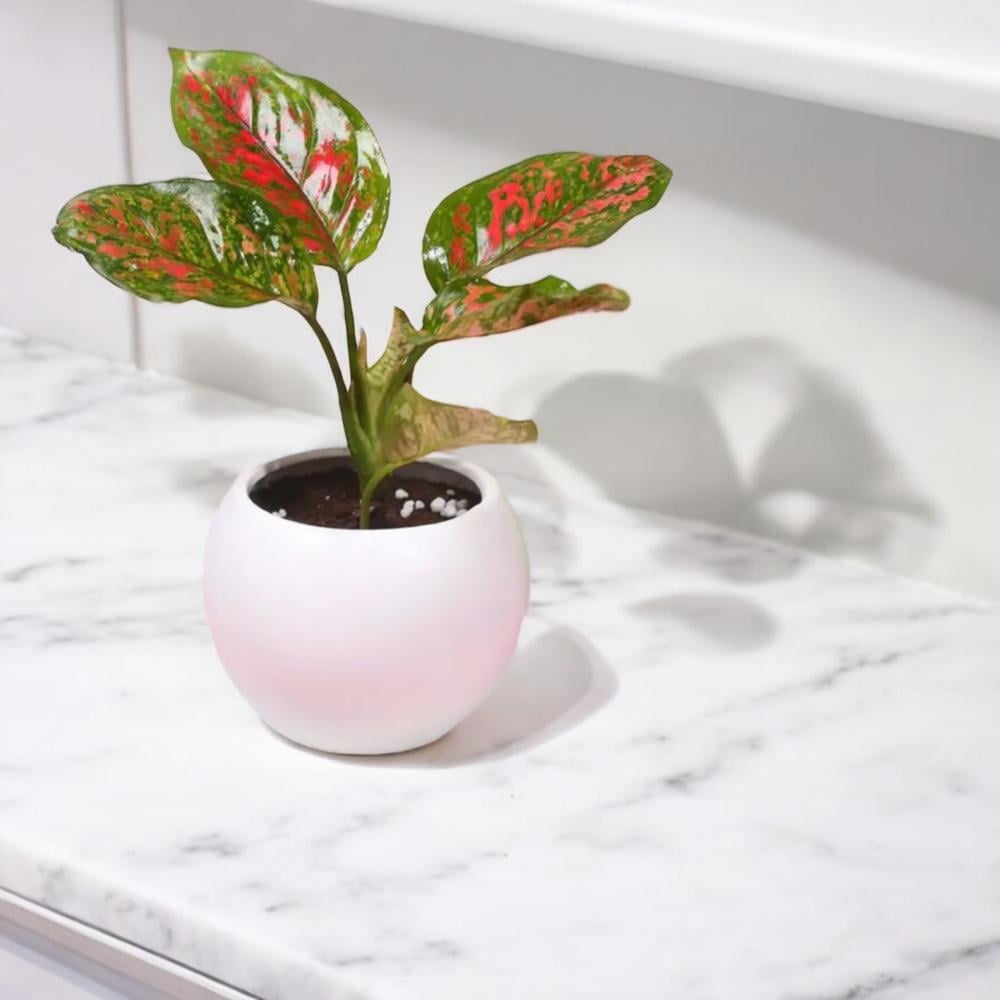 نبتة اجلونيما الحمراء Flowery فلاوري.