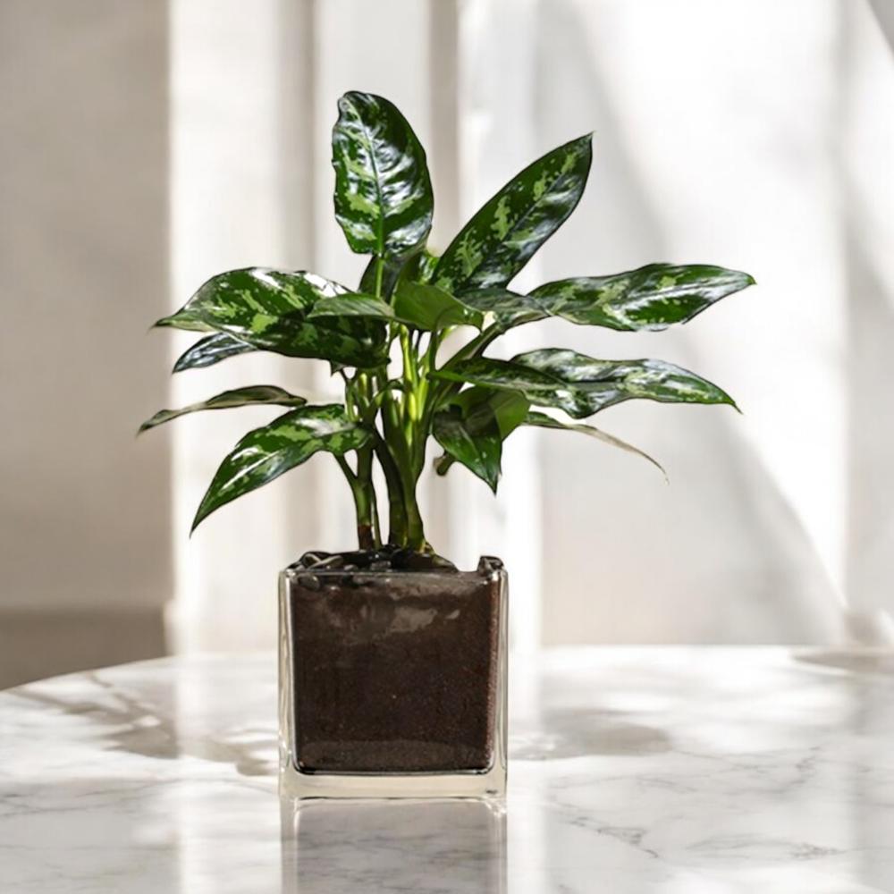 نبتة اجلونيما حوض زجاجي Flowery فلاوري.