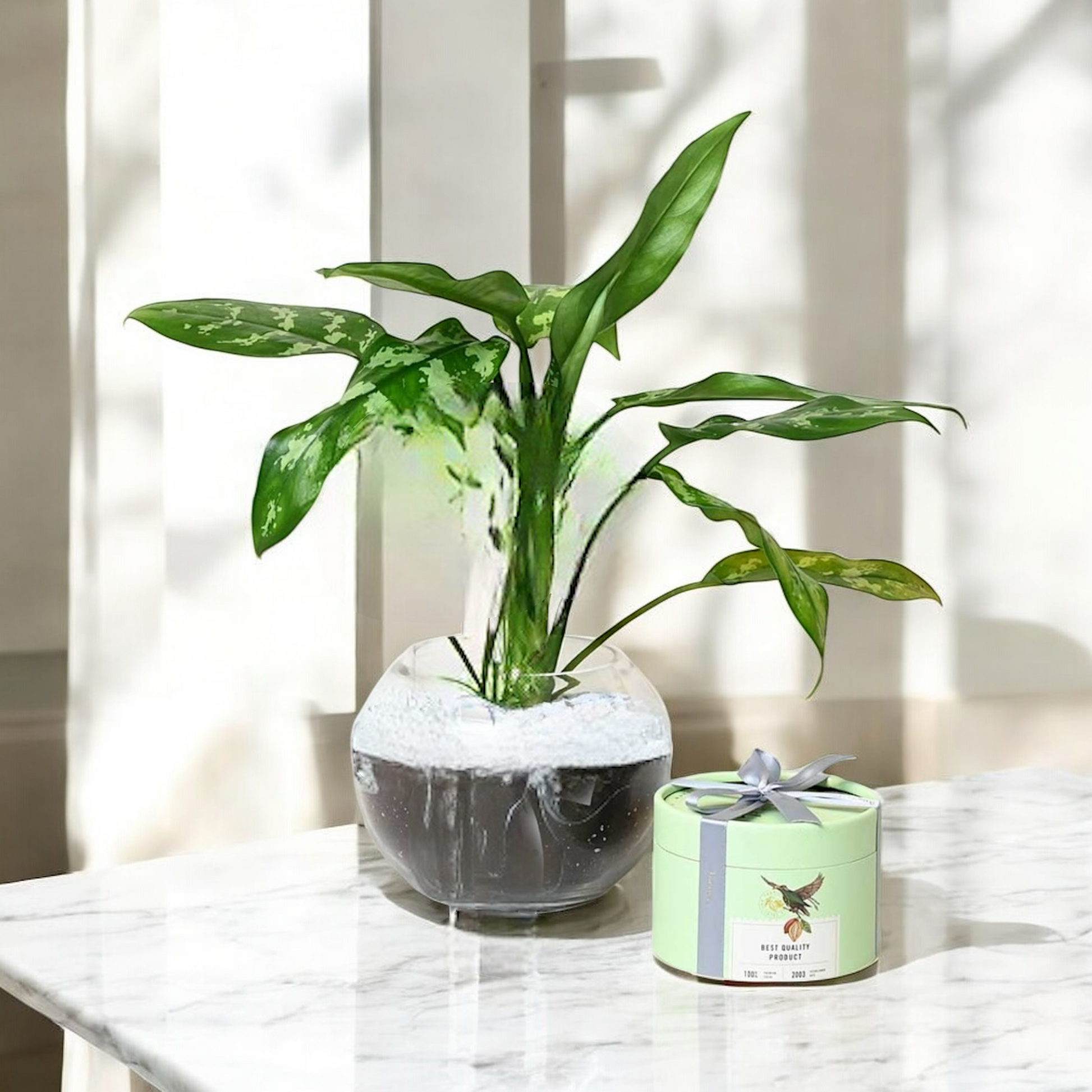 هدية نبته مع شوكولاته انوش Flowery فلاوري.