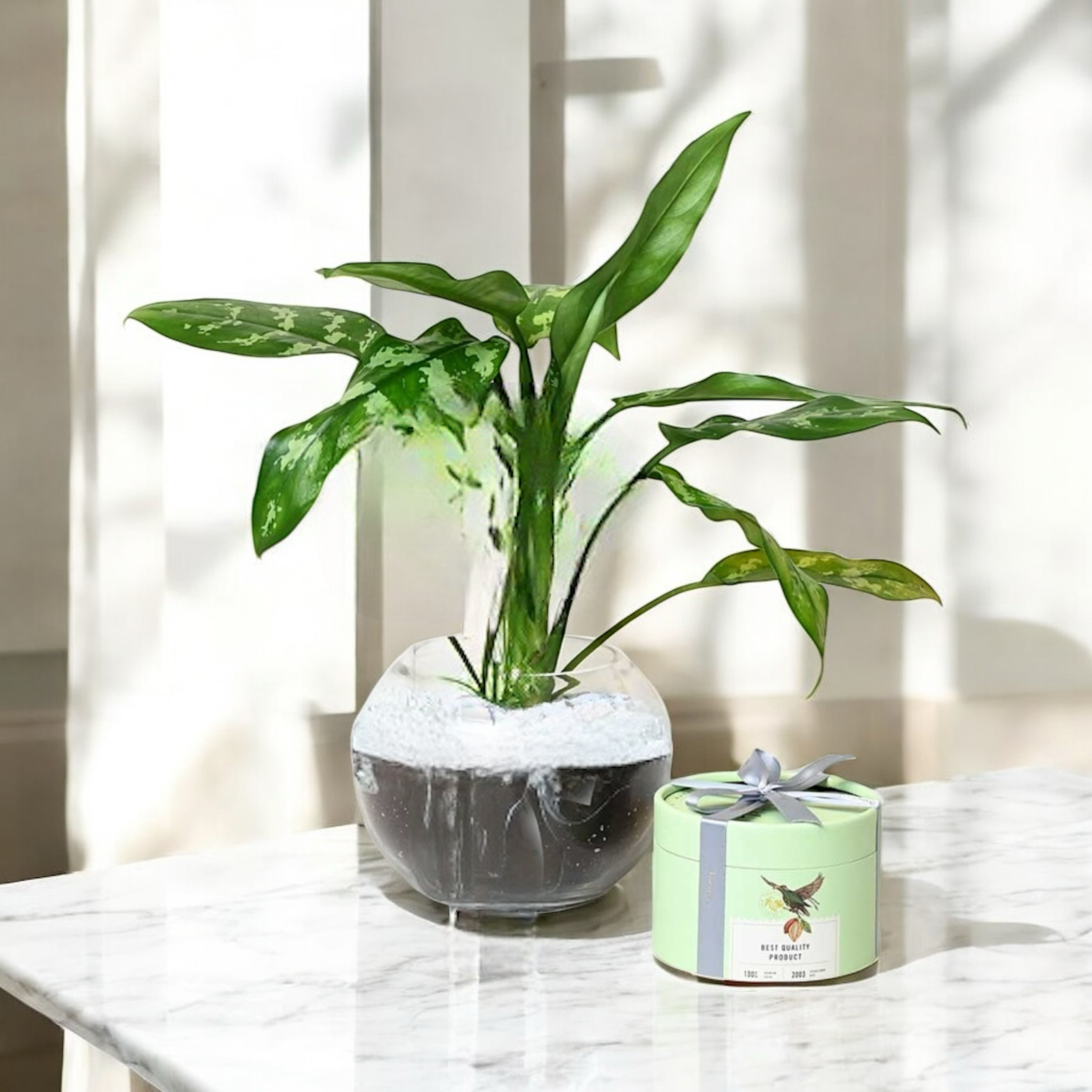 هدية نبته مع شوكولاته انوش Flowery فلاوري.