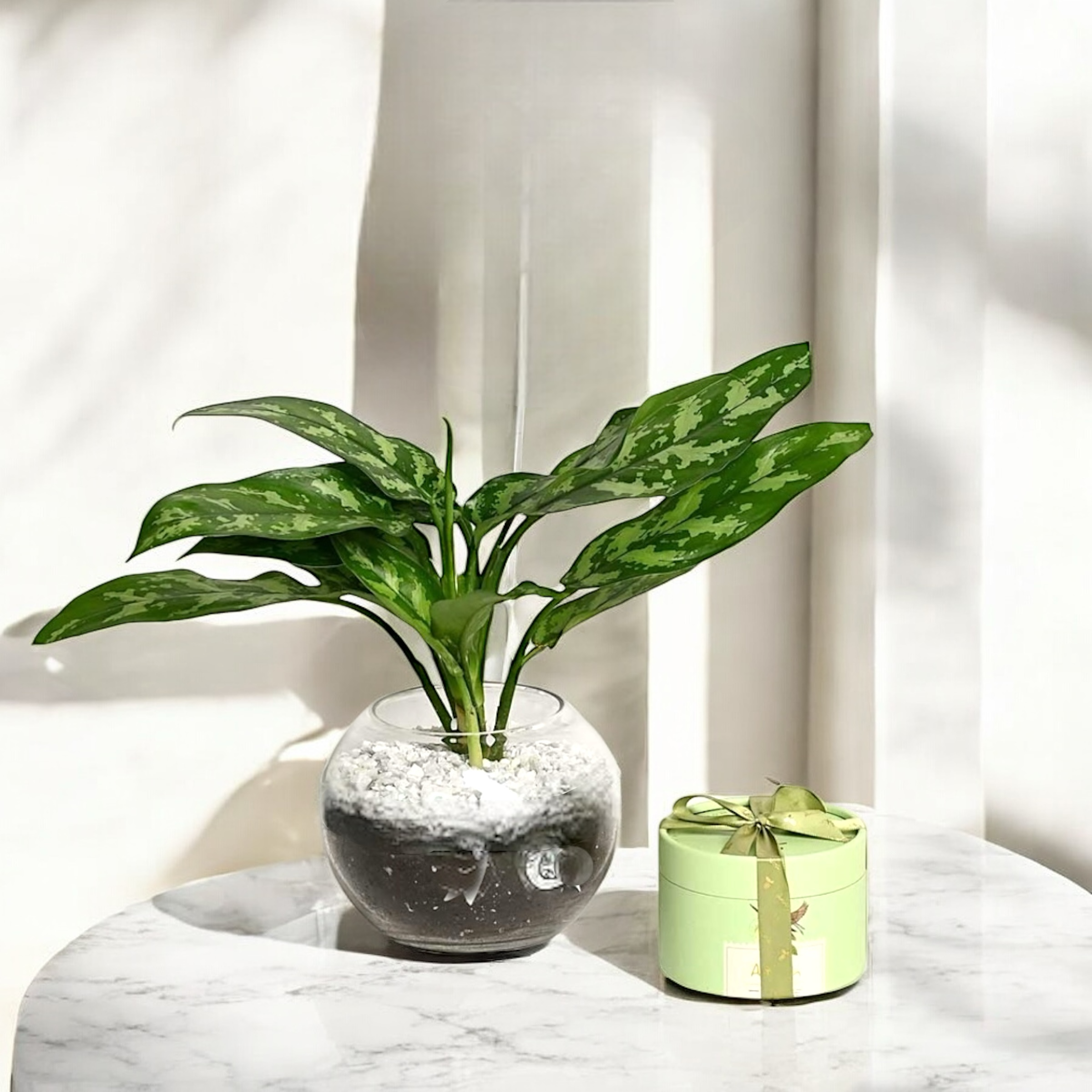 هدية منزل مبارك Flowery فلاوري.