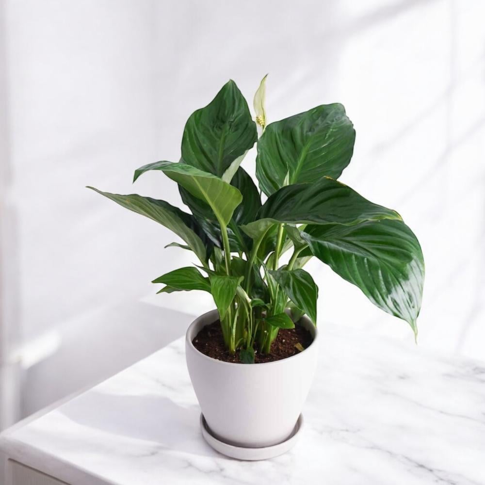 نبات زنبق السلام Flowery فلاوري.