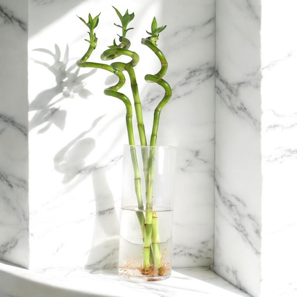 مزهرية نبات البامبو Flowery فلاوري.