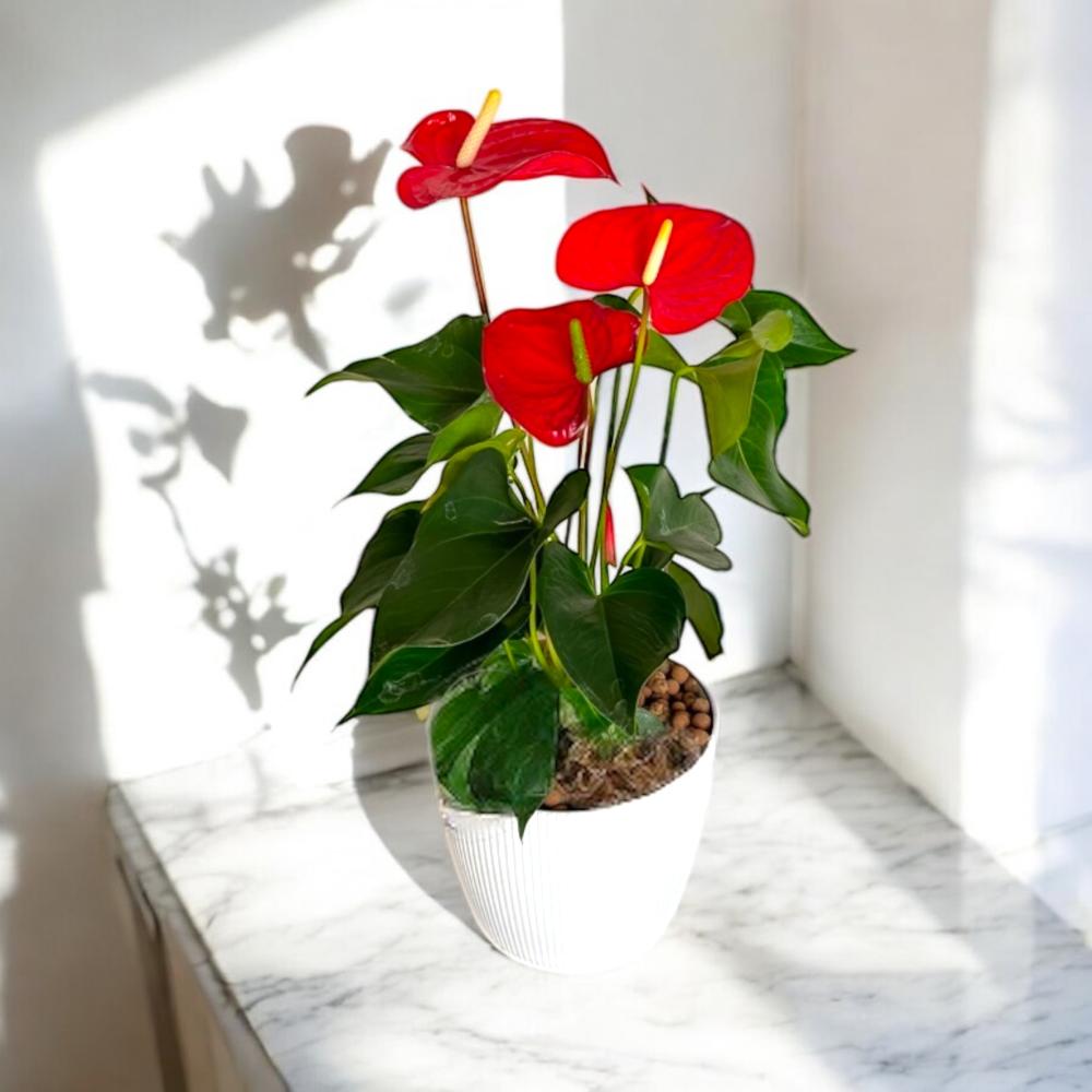 أنثوريوم الأناقة الدائمة Flowery فلاوري.