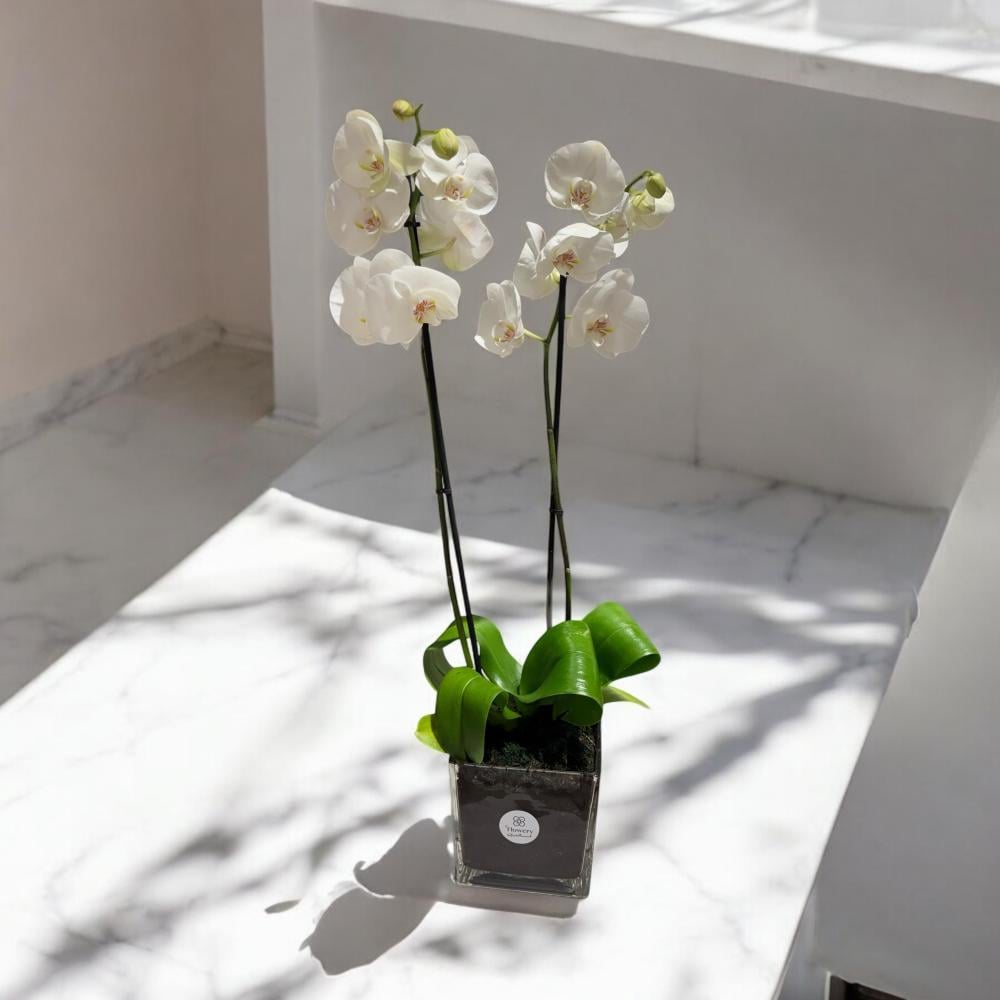أوركيد الأناقة البيضاء زراعي Flowery فلاوري.