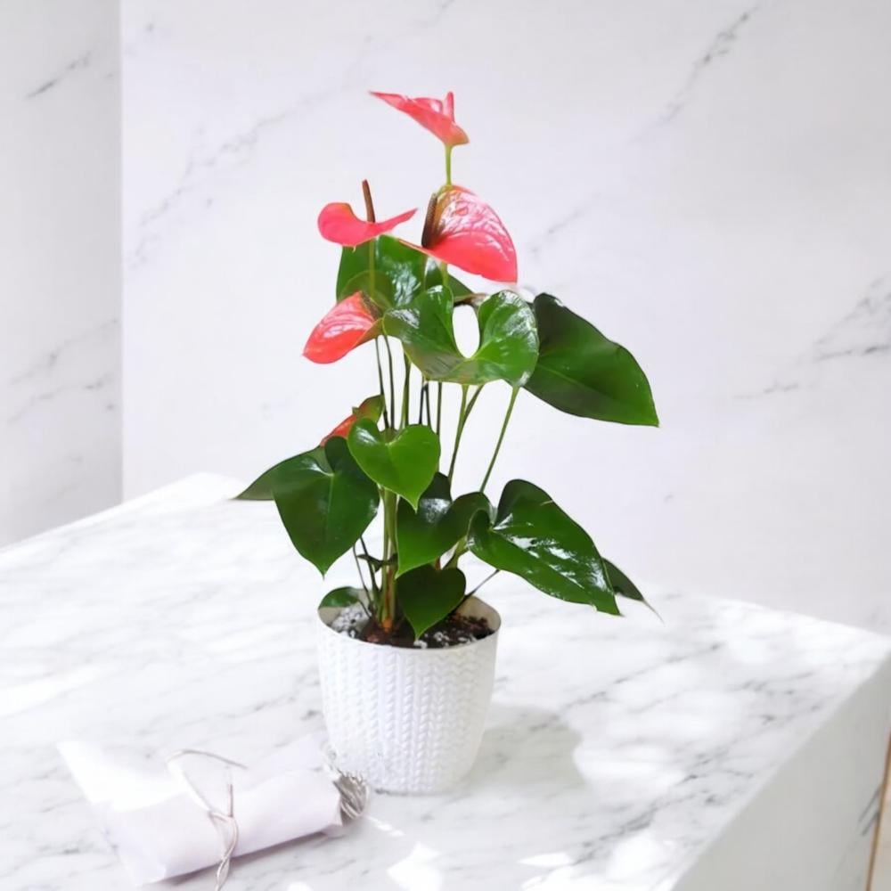 نبتة انتوريوم ازهار وردية Flowery فلاوري.