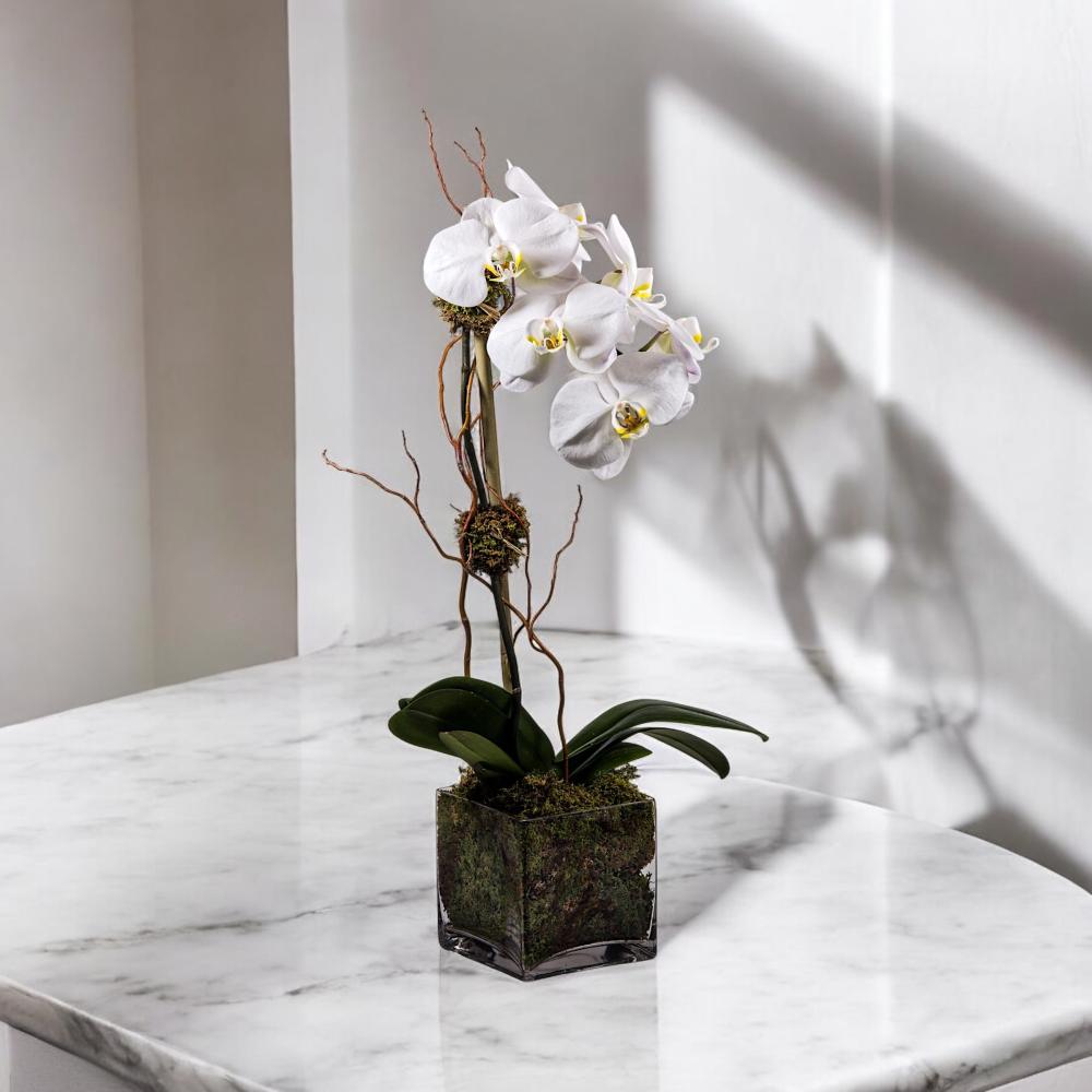 الأوركيد البيضاء النقية Flowery فلاوري.