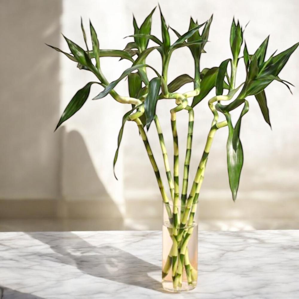 مزهرية خيزران الحظ Flowery فلاوري.