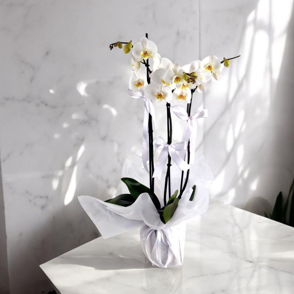 الأوركيد الأبيض الفاتن Flowery فلاوري.