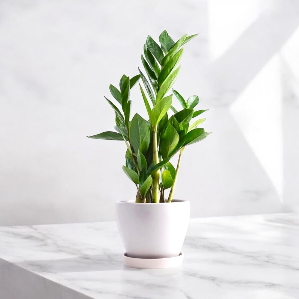 نبات الزاميا Flowery فلاوري.