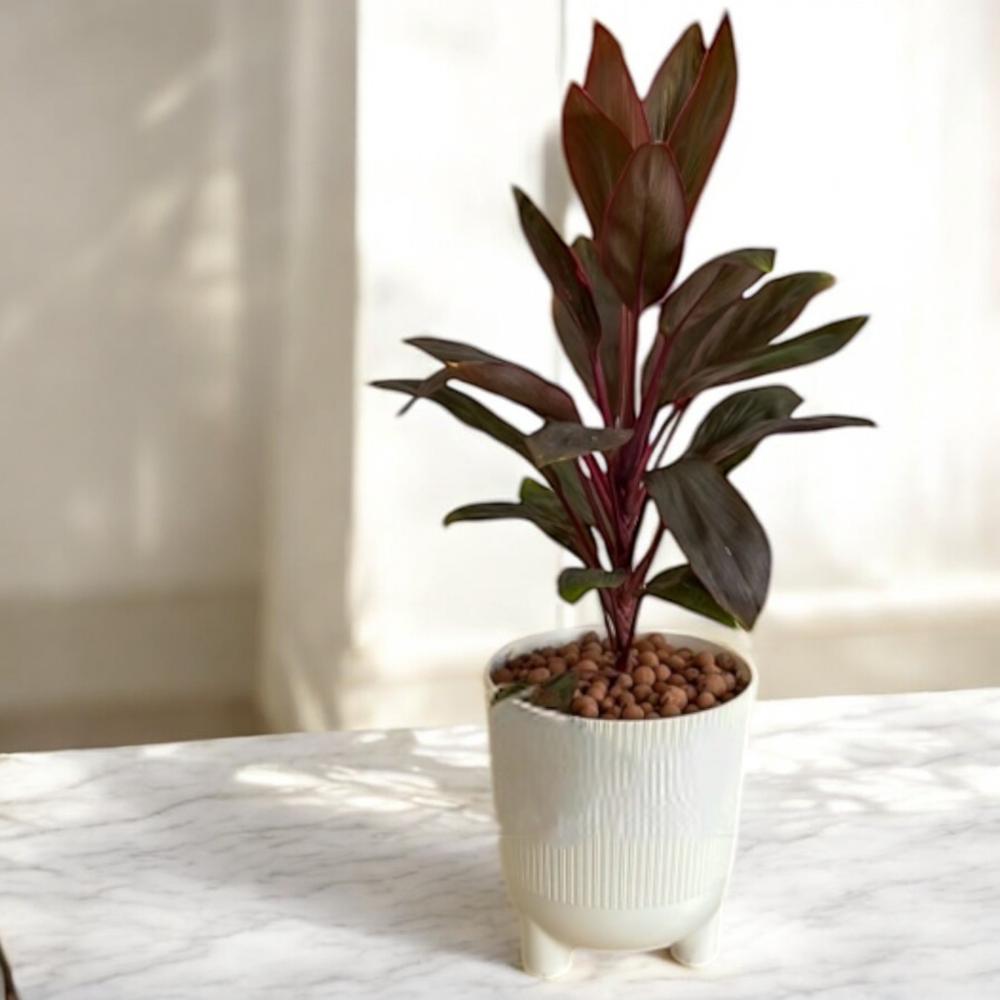 نبتة الكوردالين الأنيقة Flowery فلاوري.