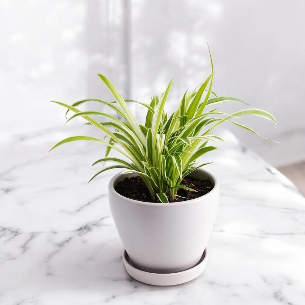 نبات الكلوروفيتوم (العنكبوت) Flowery فلاوري.