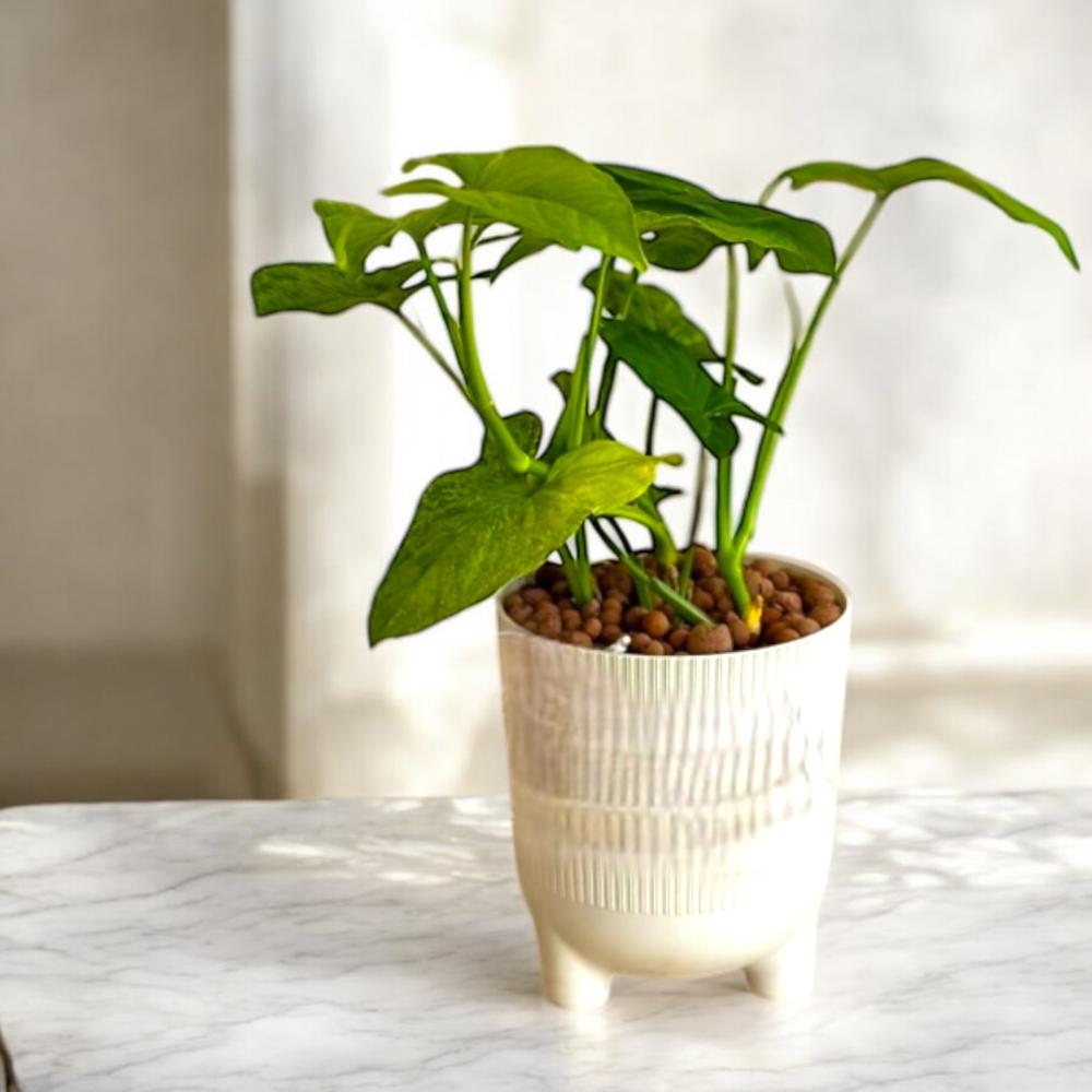 نبتة سينجونيوم الأوراق الخضراء Flowery فلاوري.