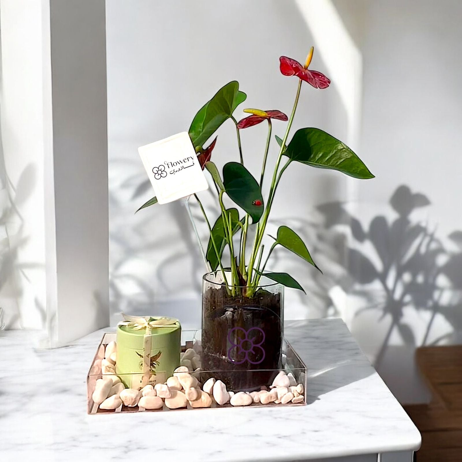 هدية نبات أنثوريوم مع شوكولاته Flowery فلاوري.