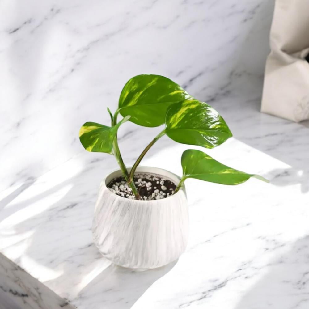 هدية فاخرة نبتة البوتس Flowery فلاوري.